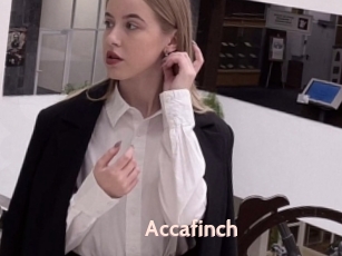 Accafinch