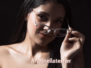 Antonellaterrier