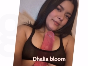 Dhalia_bloom