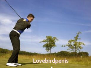 Lovebirdpenis