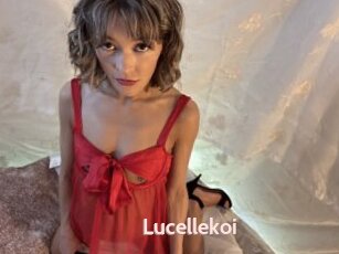 Lucellekoi