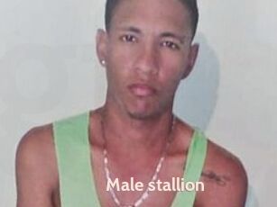 Male_stallion