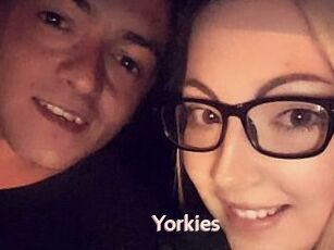 Yorkies